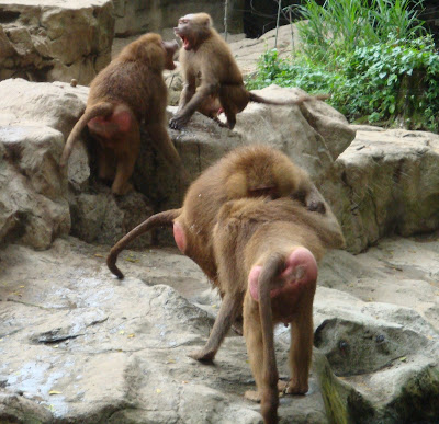 zoo+monkeys-3.JPG