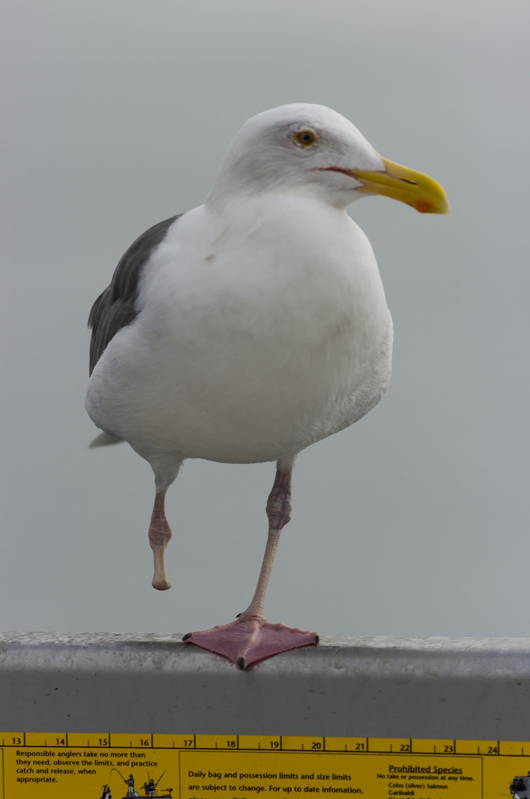 [Sea+Gull+One+Foot.jpg]