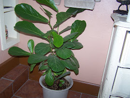 fiddle leaf fig