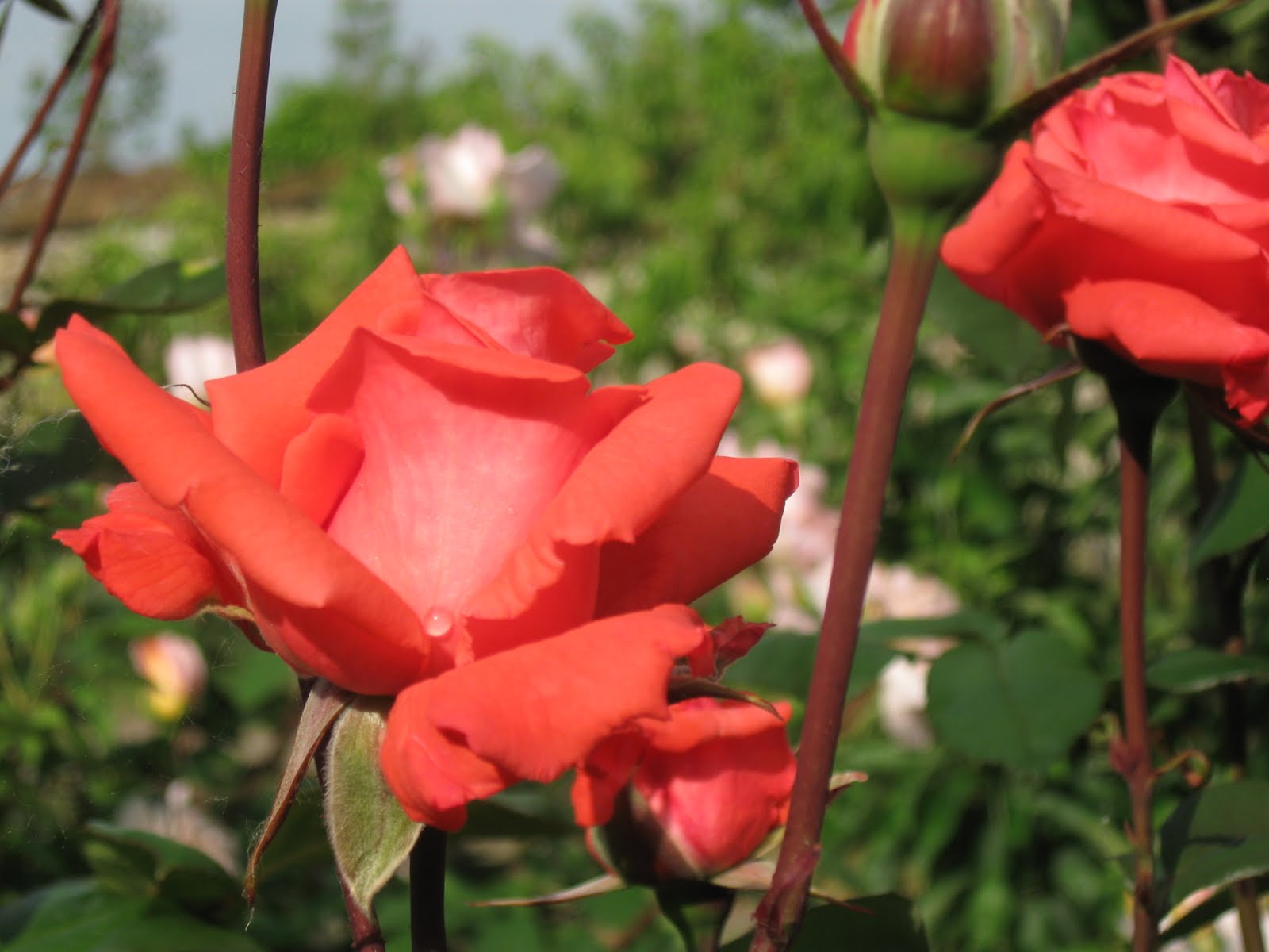 Mon Coeur S'ébat En Respirant La Rose