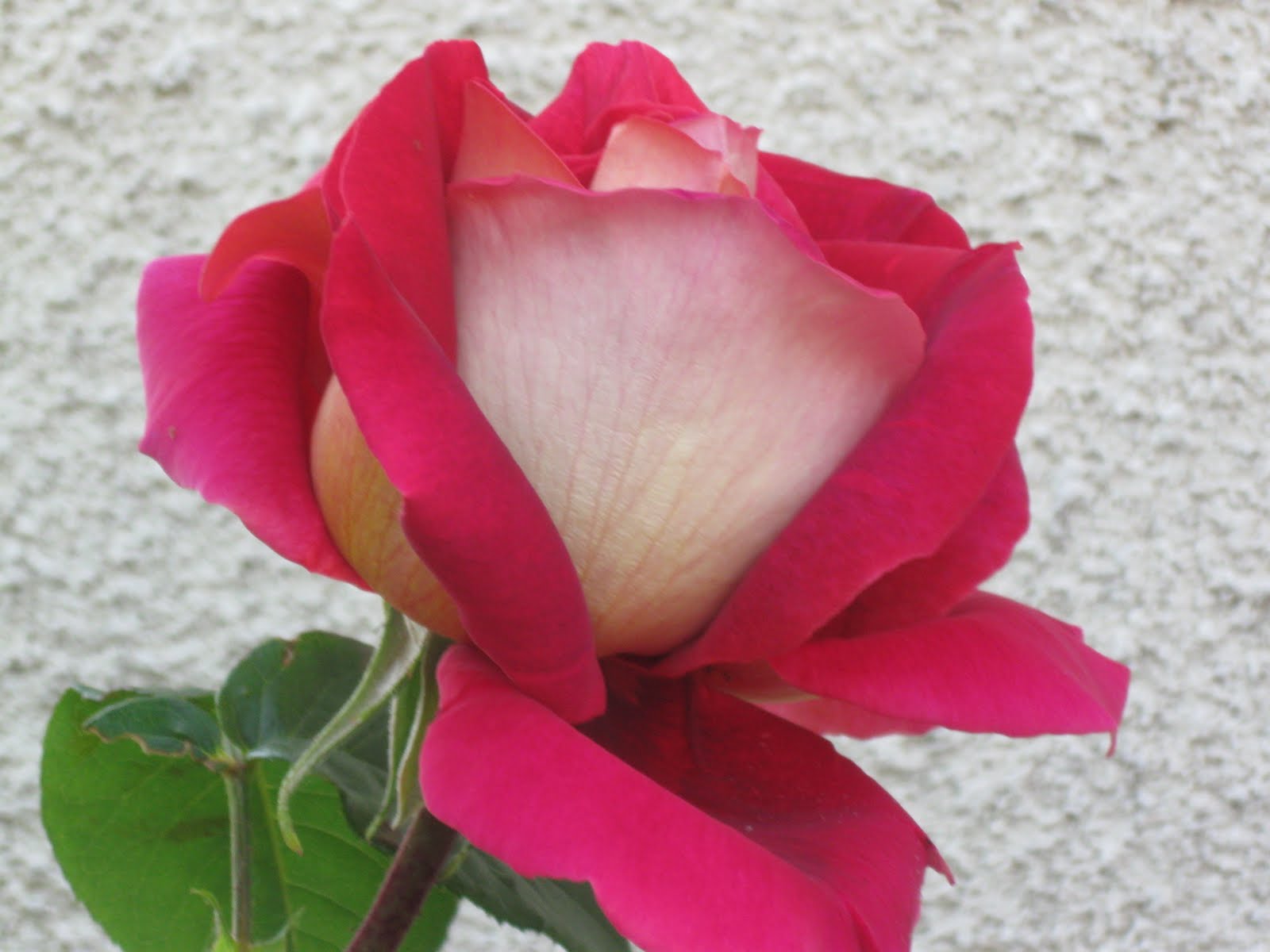 Mon Coeur S'ébat En Respirant La Rose