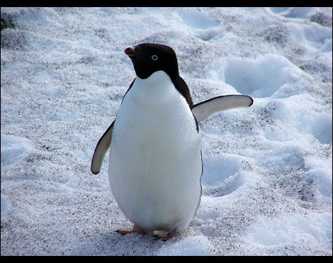 [pinguim_blog_geographus-com_atrindade_25_06_07.jpg]