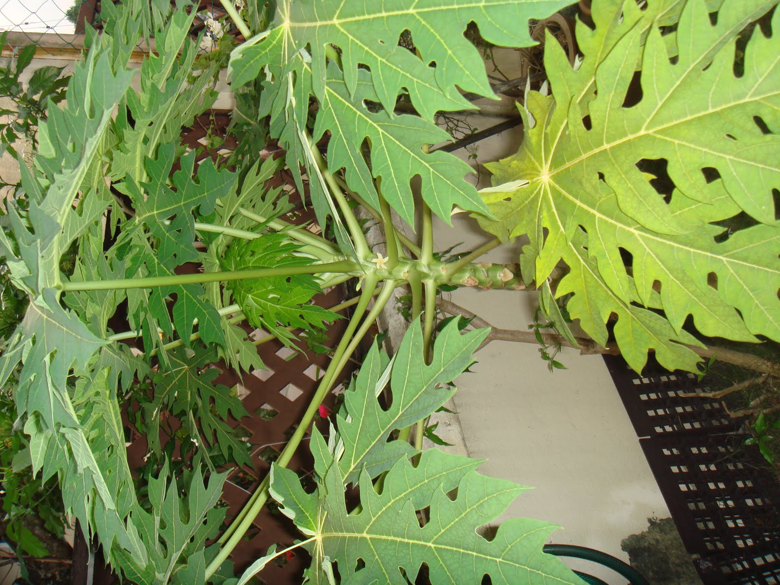Teaching Kids With Cooking Papaya A Day Keeps the Doctor Away
