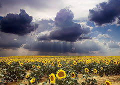 Campos del S.O. Bonaerense