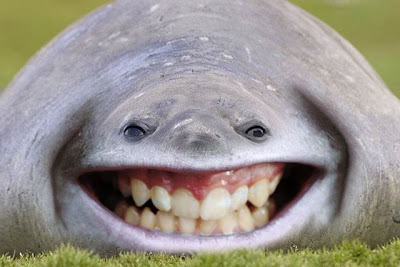 Funny Photoshopped Pictures ~ Unlimited Funny Stuff