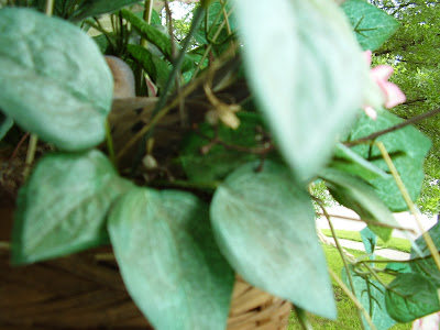 Morning Dove nest Photography, nature photography