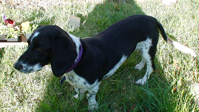 dogs oreo