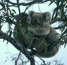 Wild Koala Bears
