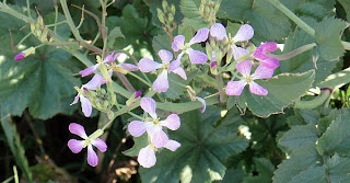 Wild radish blossoms Raphanus raphanistrum