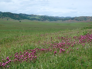 Antelope Valley wildflowers Colusa County