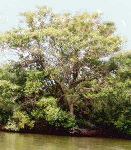 DiAn: TuMbUh-tUMbUhAn