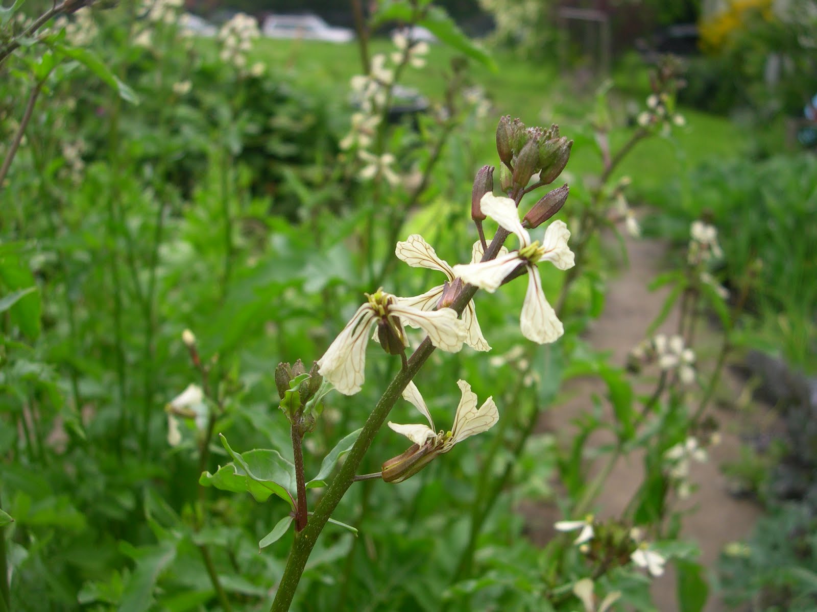 Stanton St. Farms Bolting Spinach / Bolting Arugula