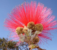 Flor do Cerrado