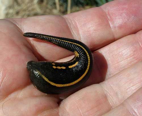 LisaKramerArtLifestyle Five Tips To Deal W Emotional Leeches Psychology LisaKramerArtLifestyle Five Tips To Deal W Emotional Leeches Psychology