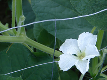 A garden picture