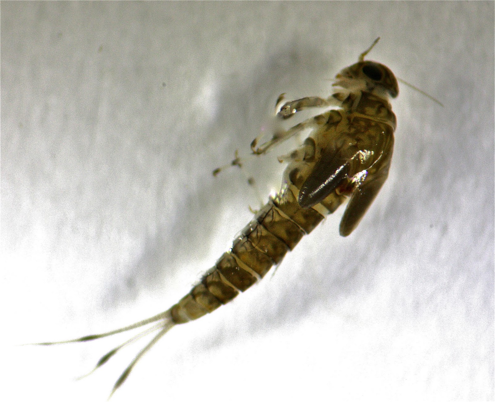 Aquatic Insects of Central Virginia: The 