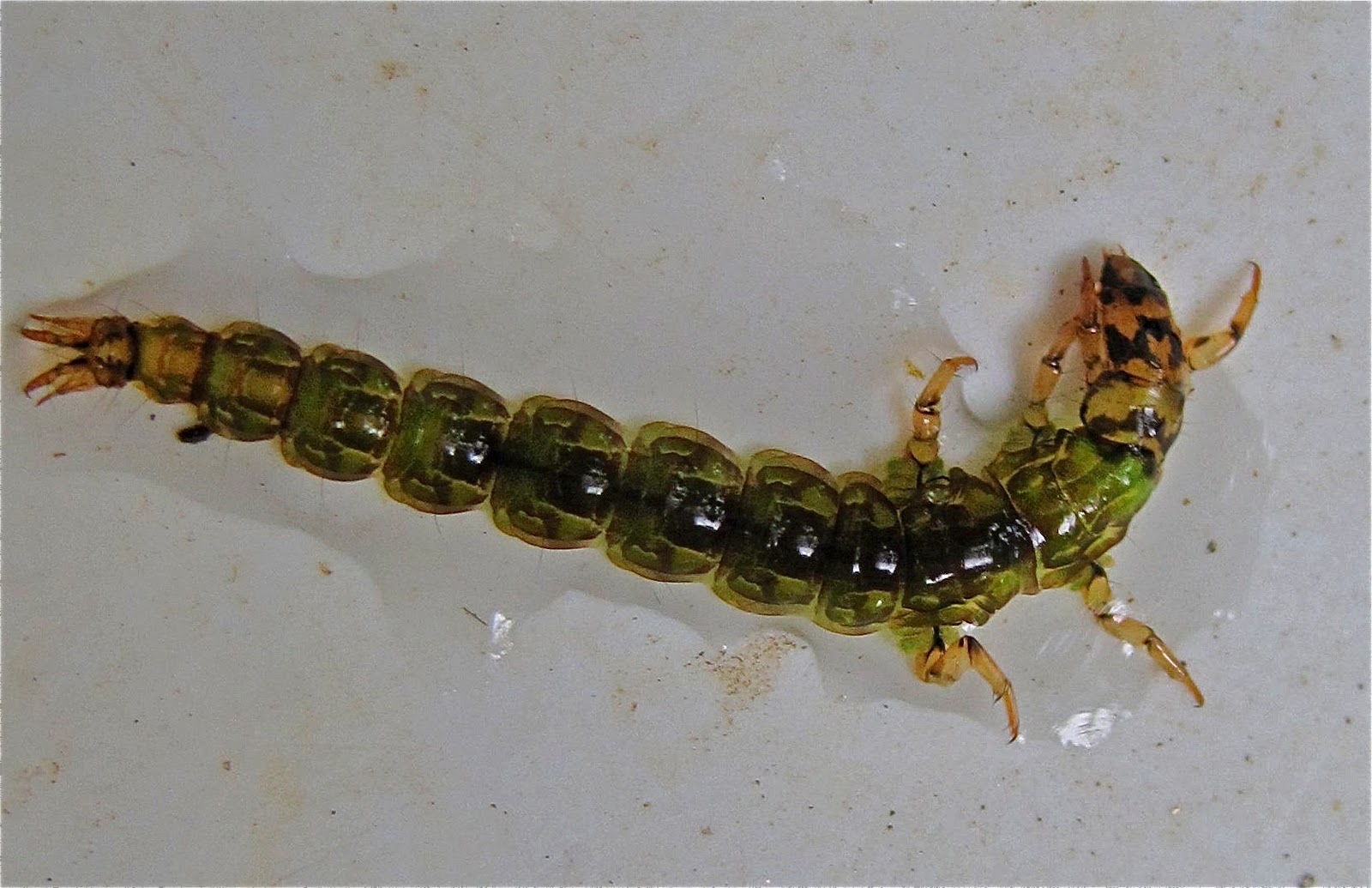 Aquatic Insects of Central Virginia "Freeliving Caddisflies" (family