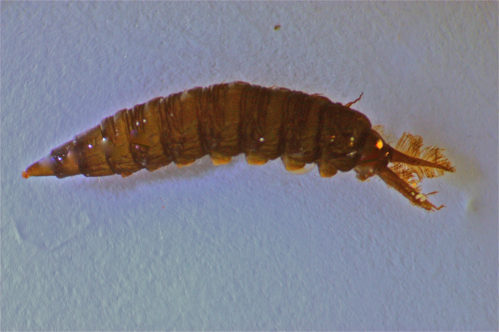 Athericidae Larvae