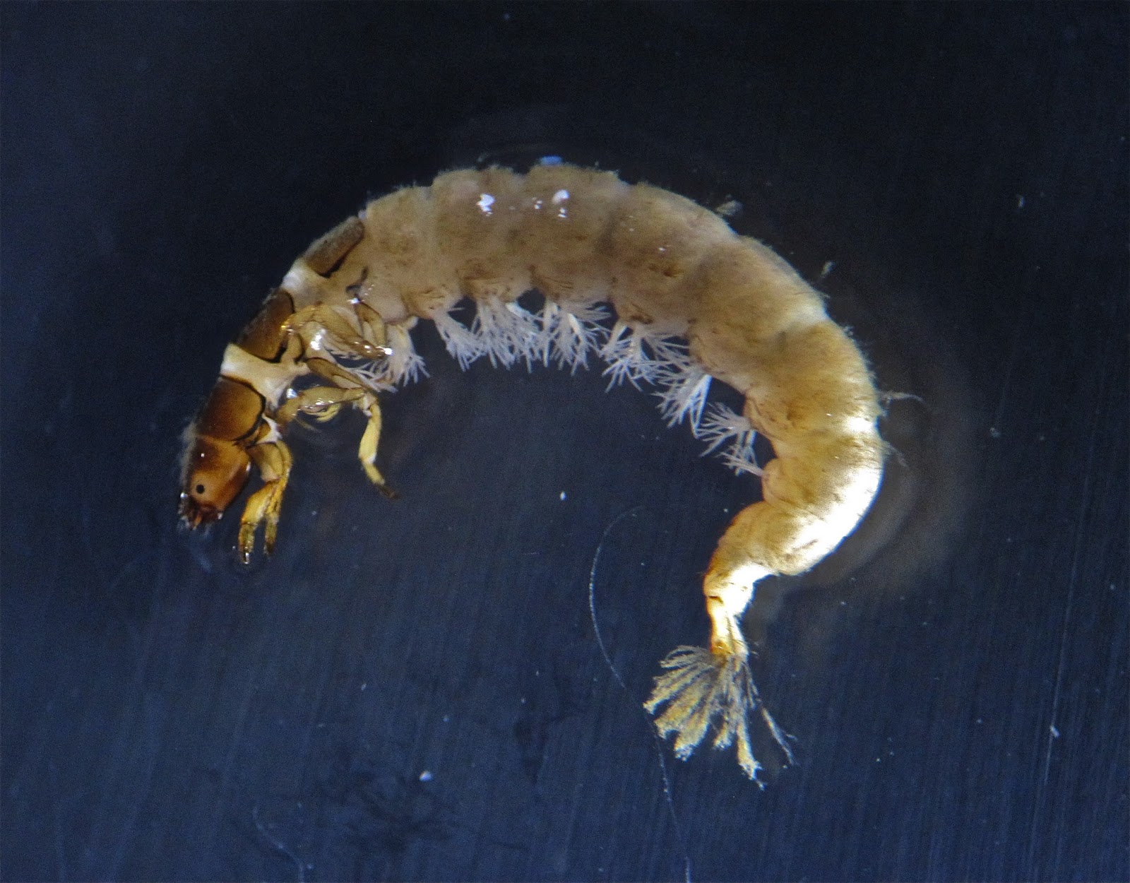 Aquatic Insects of Central Virginia The Netspinner" Caddisfly