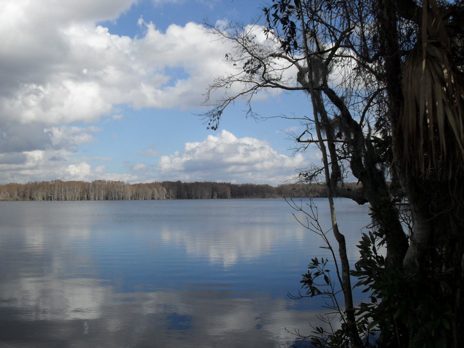 KAERIE FAERIE THE BLUE MERMAIDS OF TROUT LAKE