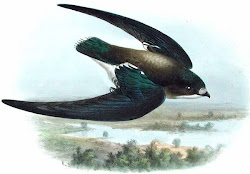 throated needletail swift bird fastest spine tailed flying wings animal