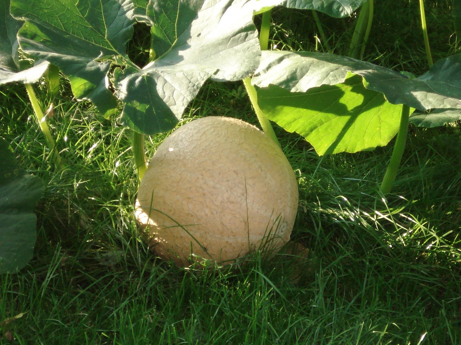 Regen Zur Erntezeit Ihr Essen Könnte Davon Betroffen Sein Die Ganze Wahrheit - 5ebje97