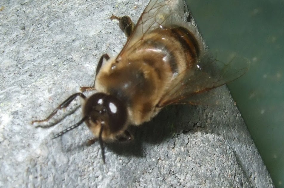 The Bee Journal: The Drone Honey Bee
