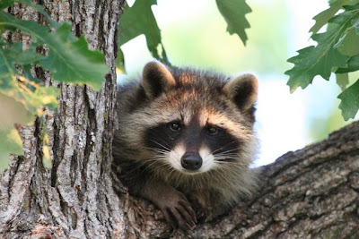 CANADA NEWS: Mapache y hombre-pájaro protagonizan performancen en el AGO