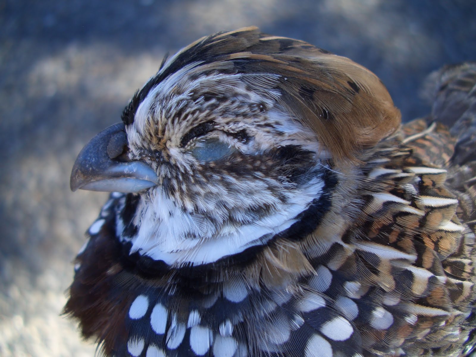 Big Bend - Texas Nature: Mearns' Quail = Montezuma Quail