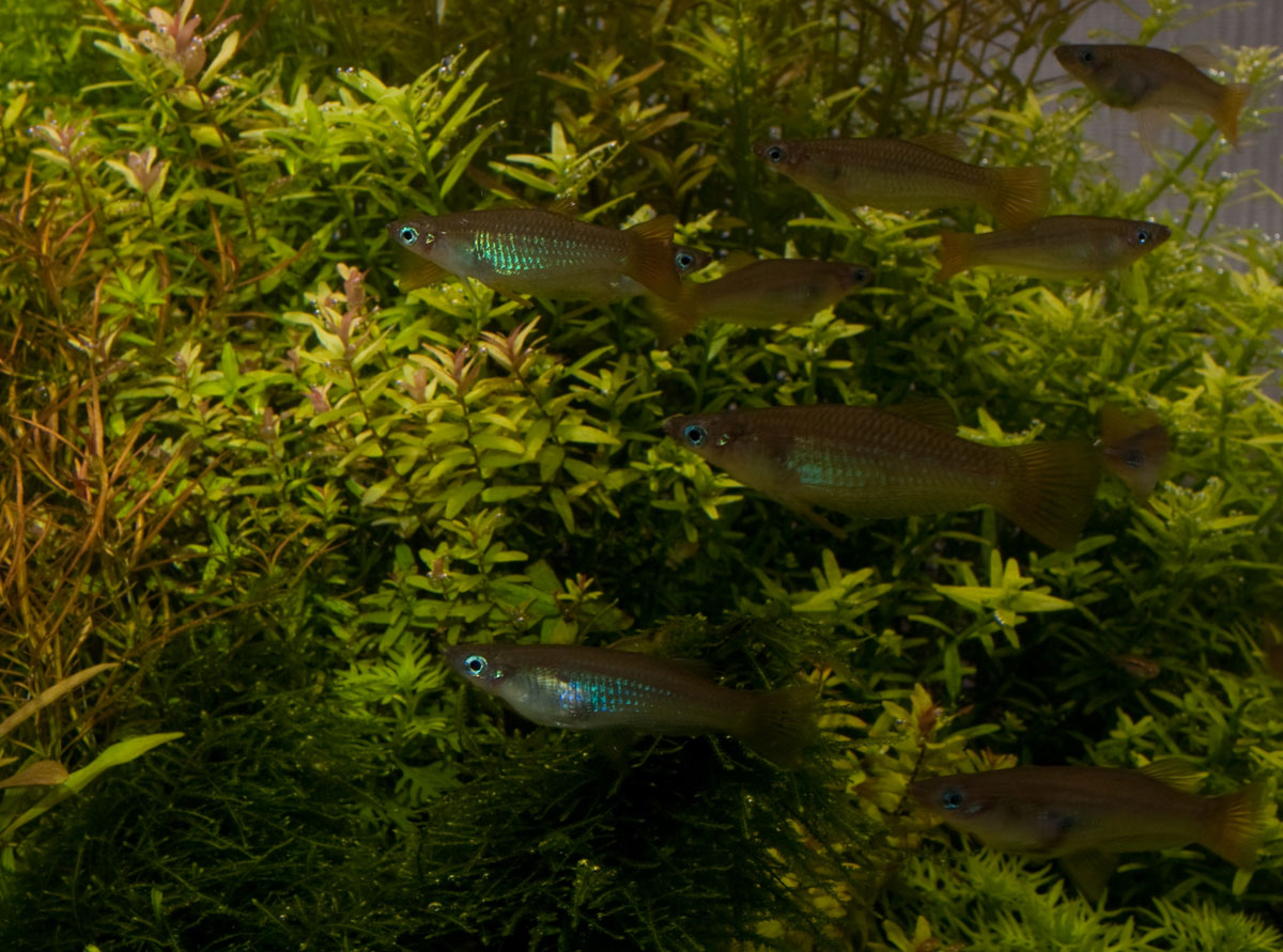 бирюзовые альфаро рыбки. альфаро. гирардинус phalloceros caudomaculatus. альфаро. кардинал рыбка аквариумная.