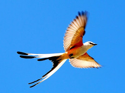 Oklahoma Scissor-tailed Flycatcher Pictures | State Birds