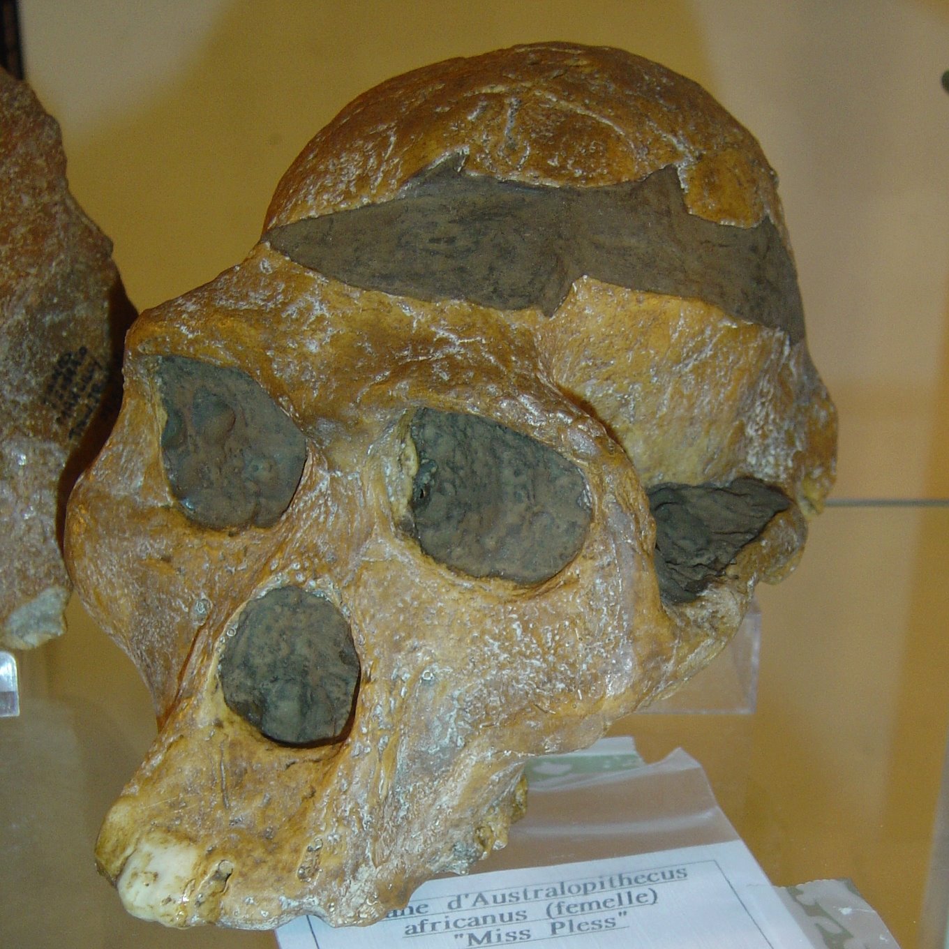 [Australopithecus_africanus_female.jpg]