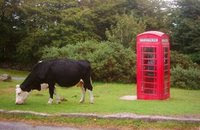 Cow and Telephone in Dartmoor, England