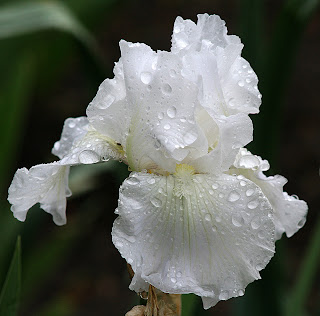 iris silver mist