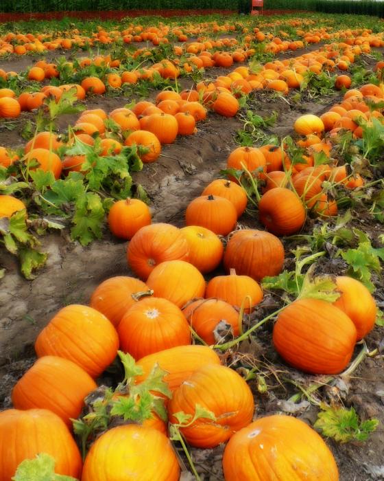 [fall+pumpkin+patch.jpg]