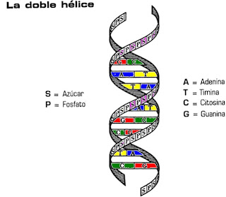 Vivir en Macondo: ADN_ARN 4to año material de lectura