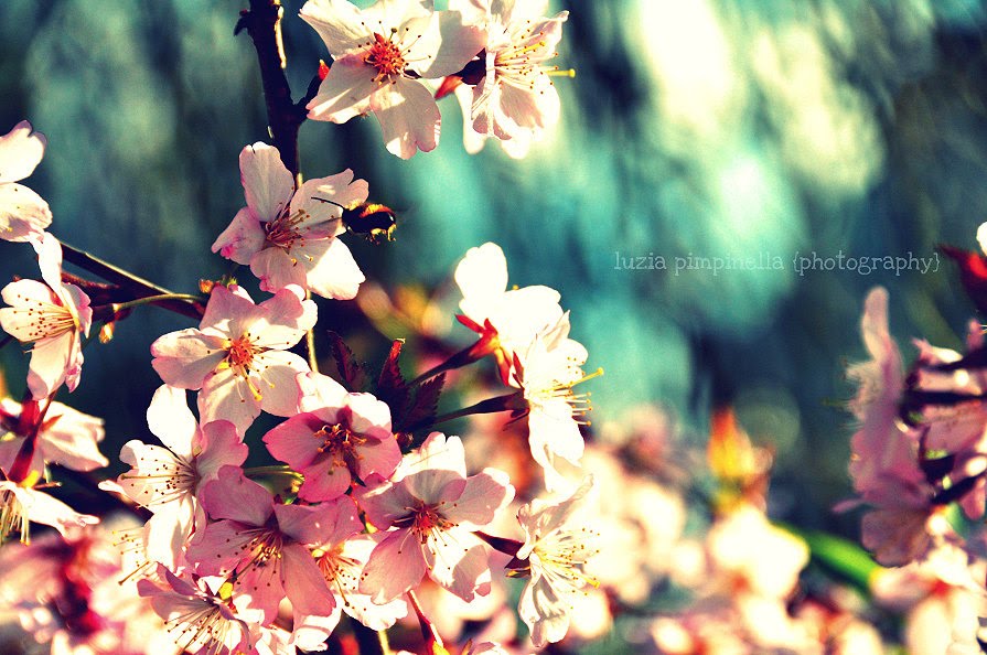 - fiftytwofreckles.com - fiftytwofreckles.com