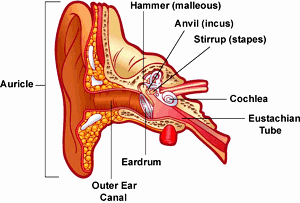Ears Health Tips How to keep your ears healthy?
