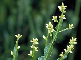 Plantas indicadoras