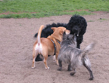 Frankie & Friends at the Alameda Small Dog Park .