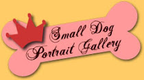 Small Dog Portrait Gallery