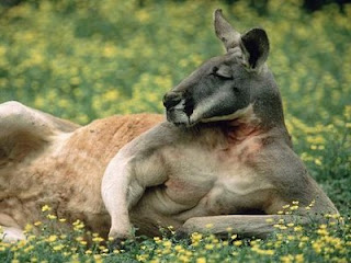 red+kangaroo+with+muscles.jpg