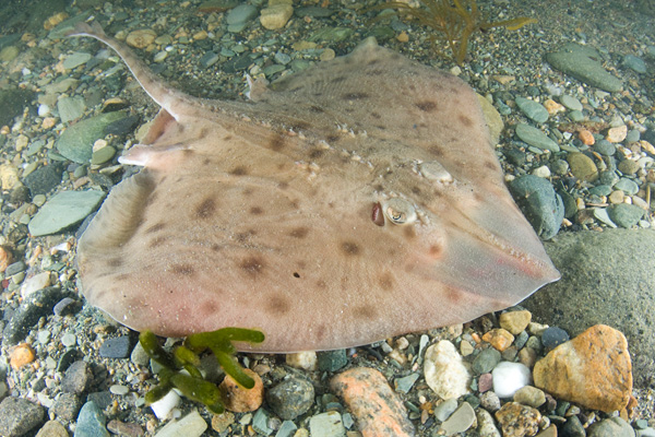 Star-Gazy Pie: BATOIDS: Curiously Strong Fish