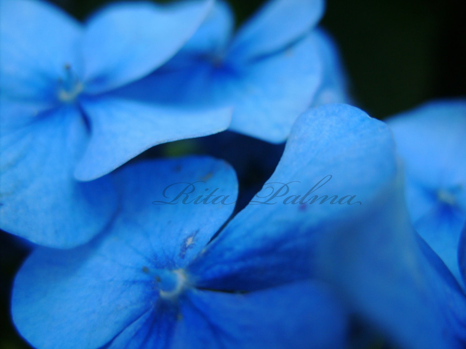 [Flor+azul.jpg]