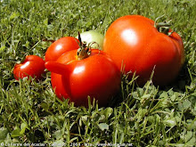 mis tomates