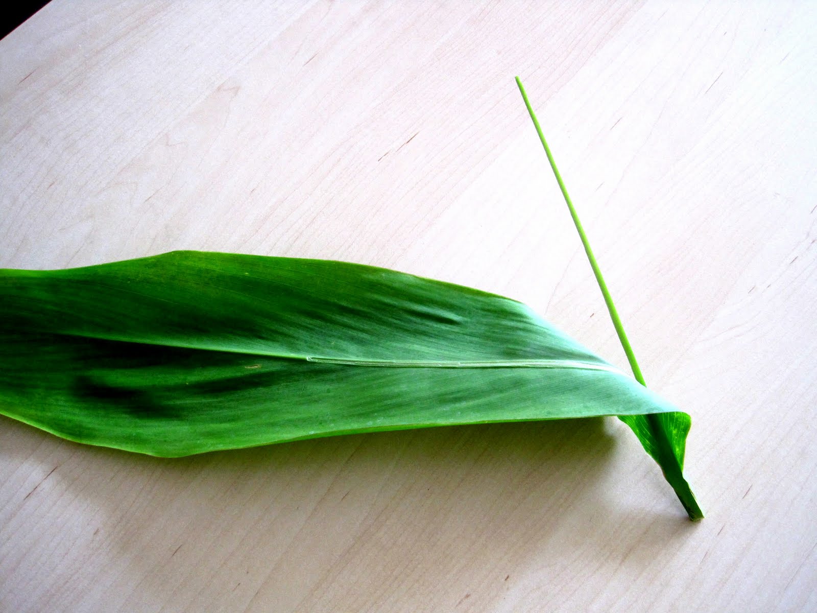 ti leaf hawaiian plant plants native hawaii lei stem