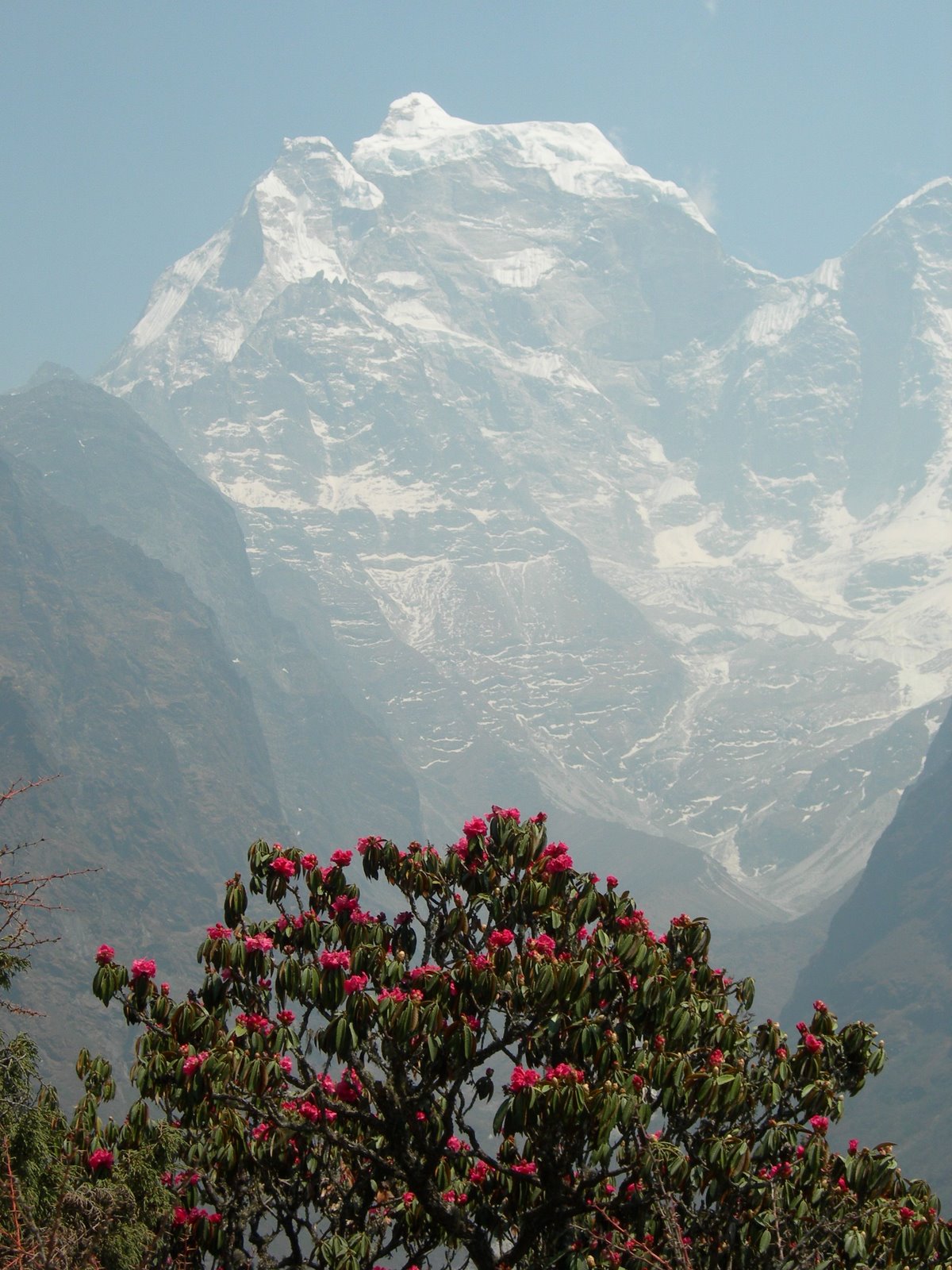 [Rhododendrons+in+Bloom.jpg]