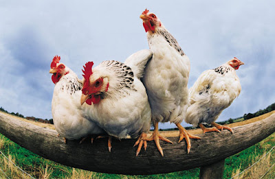 photo of four white chickens
