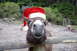 donkey with Santa hat