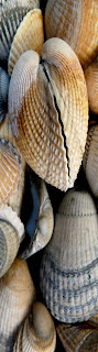 close up picture of pile of bivalve shells